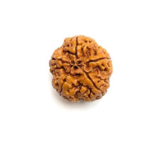 5 Mukhi Rudraksha